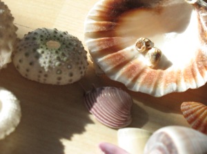 Assorted shells